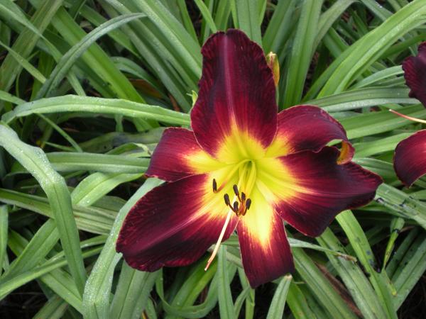 Persian Ruby